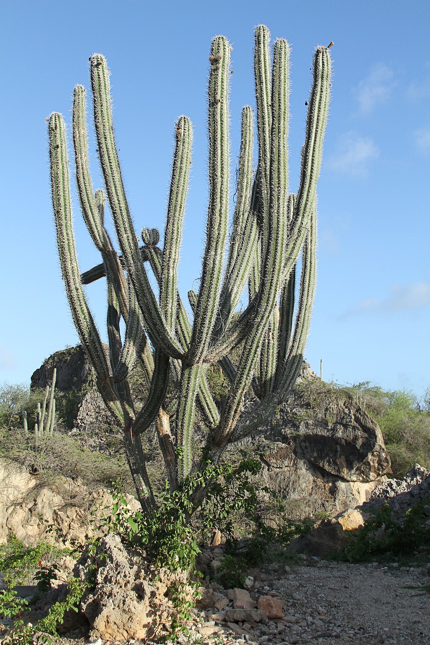 beach-curacao